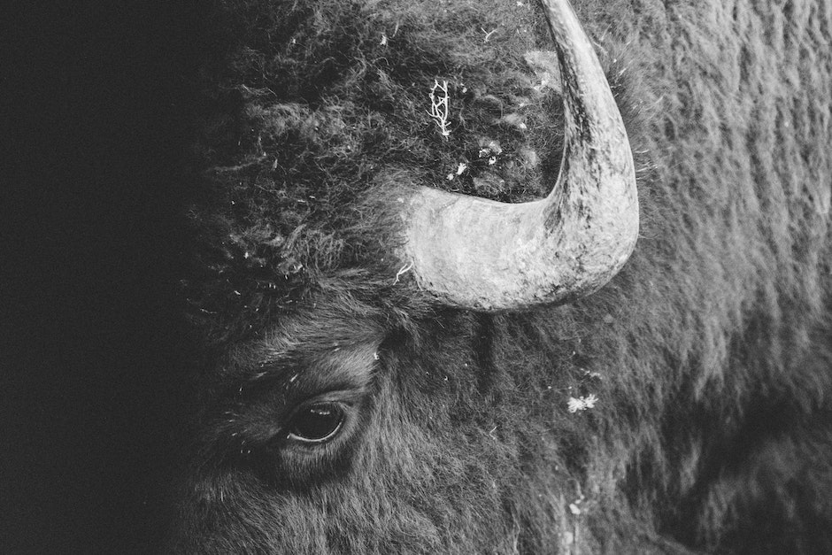 Closeup Photo of Black Animal