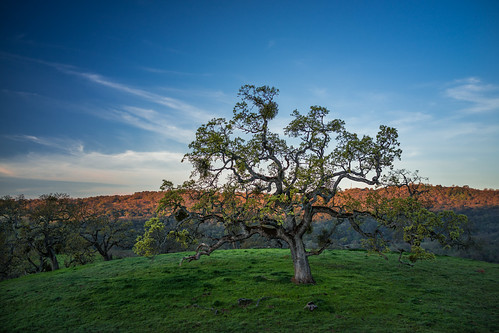 Sony RX1, A User Report