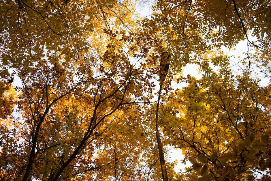 Yellow and Green Leaf Trees